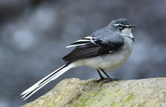 Bergkwikstaart - Motacilla clara